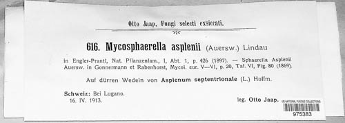 Mycosphaerella asplenii image